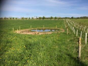 New Pond at Manor Farm