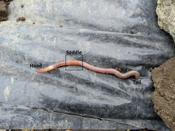 Adult worm showing identification features