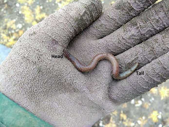 Juvenile worm showing absence of 'saddle'
