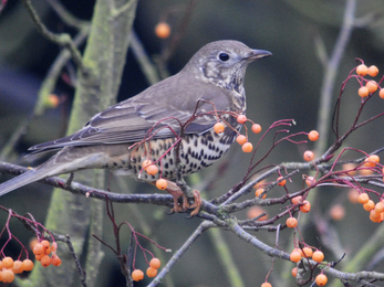 Mistle Thrush © Amy Lewis