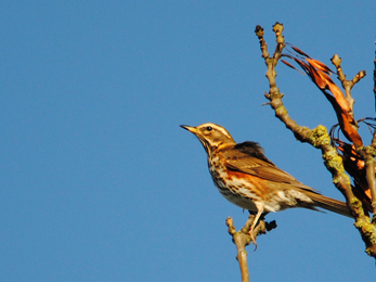 Redwing © Amy Lewis