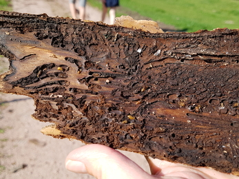 Beetles that have eaten away at a piece of wood.