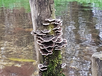 Fungi growing on a wooden post in a river.