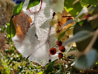 Ice ornament hanging from a tree branch.