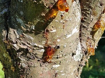 Resin oozing from tree bark.