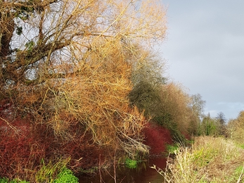 Winchester woodland in winter.