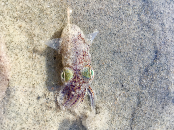 Bobtail squid © Emma Smith