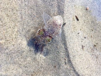 Bobtail squid © Emma Smith
