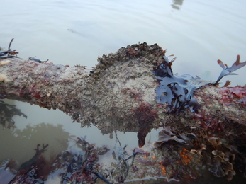 Native oyster on pipe © Jenny Mallinson