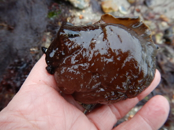 Red sea hare © Jenny Mallinson