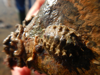 Acanthochitona fascicularis tufted chiton © Jenny Mallinson