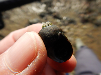 Edible or common periwinkle © Jenny Mallinson