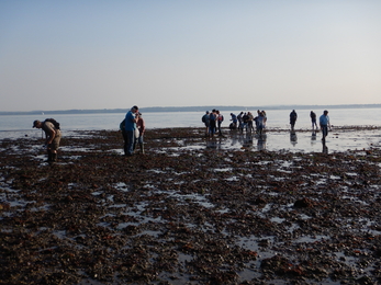 Intertidal survey at Hill Head © Jenny Mallinson