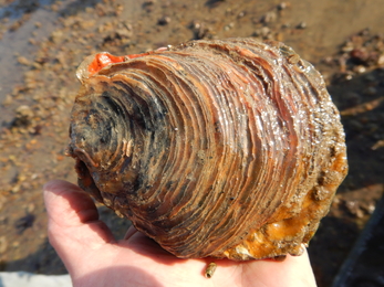 Native oyster © Jenny Mallinson