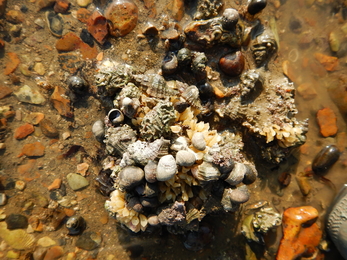 Oyster drill or sting winkle or tingle with eggs © Jenny Mallinson