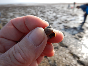 Rough periwinkle © Jenny Mallinson