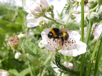 Bumblebee © Gemma Paul