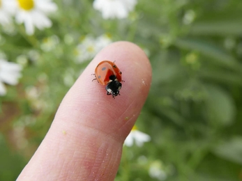 Ladybird © Gemma Paul