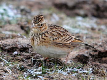 Skylark on frosted ground 