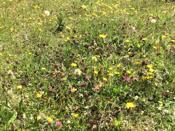 Jan Stroud's Wildlife Meadow