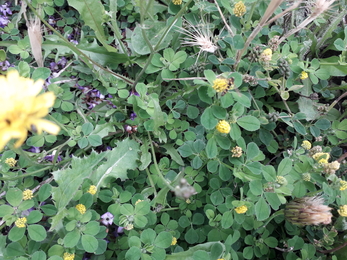 Zoomed in image of ground at Wildflower meadow