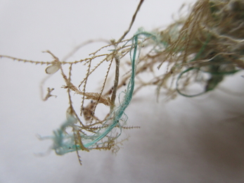 Marine plastic litter from Hurst Spit © Trudi Lloyd Williams