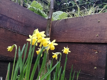 Daffodils in Adam's Garden