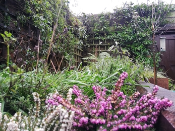 Heather in Adam's Garden