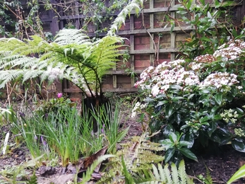 Winter colour in Adam's wild garden