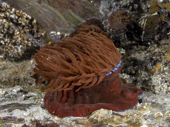 Beadlet anemone © Paul Naylor