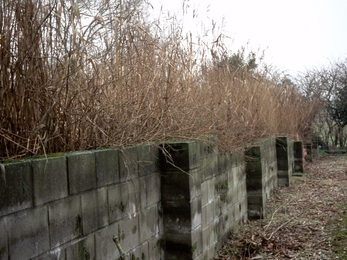 Manmade reed beds beside the River Lavant © Trudi Lloyd Williams