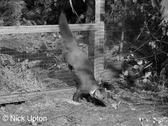 Released pine marten 