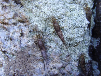 Sea bristletail (Petrobius maritimus) © Jymm