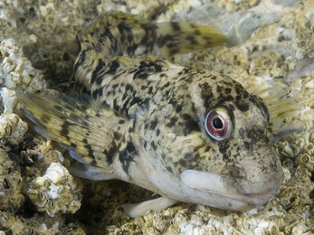 Shanny or common blenny © Paul Naylor