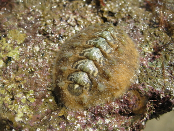 Tufted chiton (Acanthochitona fascicularis) at Bembridge Ledges © Amy Marsden