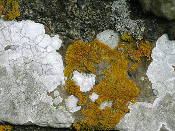 Lichens on seaside rocks © Darin Smith