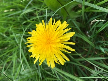 Flowering Dandelion