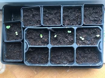 Seeds later