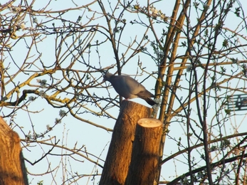 Stock Dove