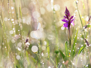 Southern marsh orchid © Lukas Steigerwald