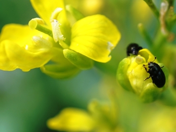 Pollen Beetles