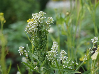 the salad flower