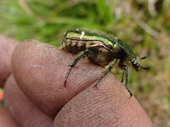 Rose Chafer on finger