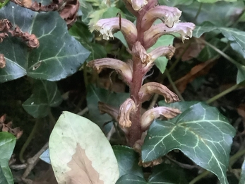 Ivy broomrape