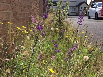 Jan Stroud's meadow - one year on