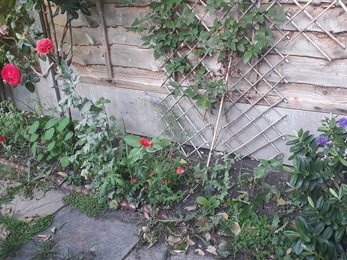 Image of flower patch with some roses and a trellis