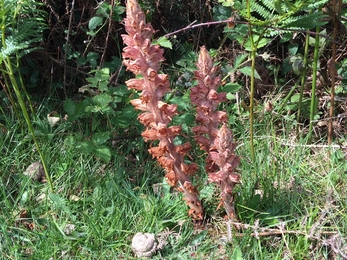 greater broomrape