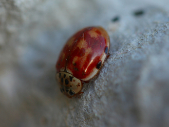 Cream streaked lady bird