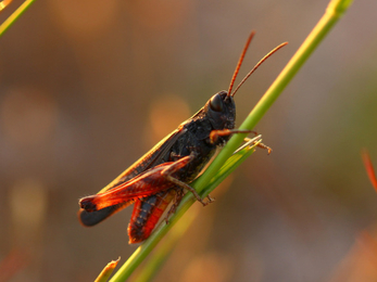 Woodland grasshopper