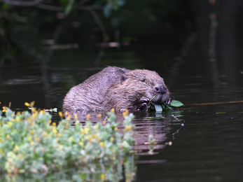 Beaver (C)David Parkyn Cornwall Wildlife Trust